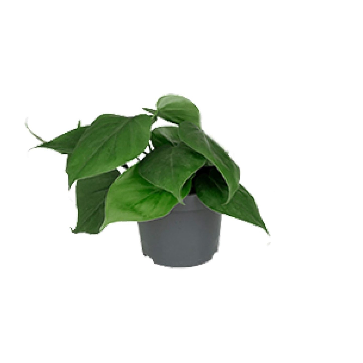 🌿 Philodendron Scandens | Makkelijke Hangplant voor Binnen