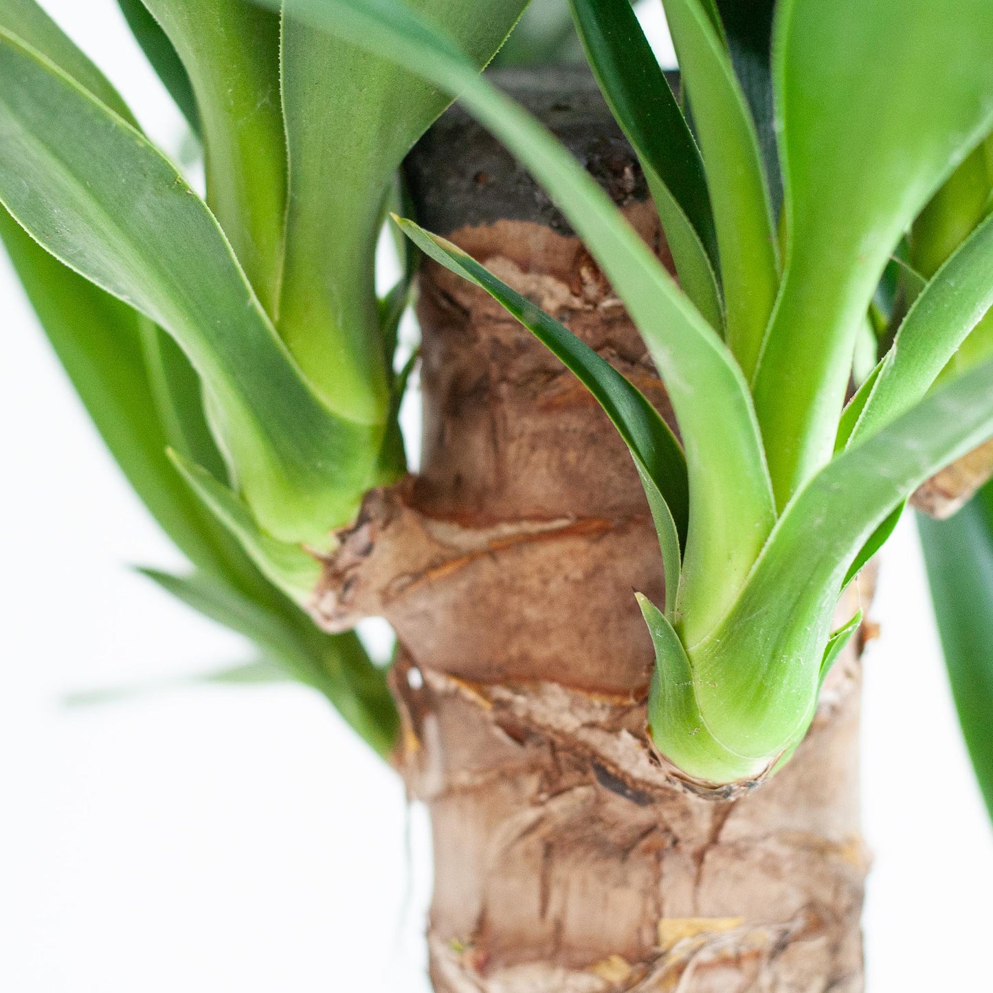 🌿 Dracaena ‘Janet Lindt’ – Groenblijver met Vibers Pot Wit