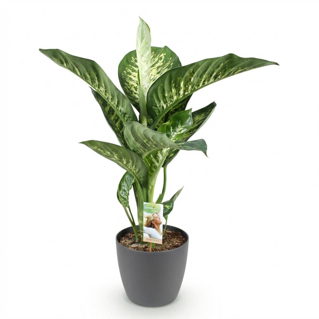🌿 Dieffenbachia ‘Tropic Snow’ – Sterke Groene Kamerplant