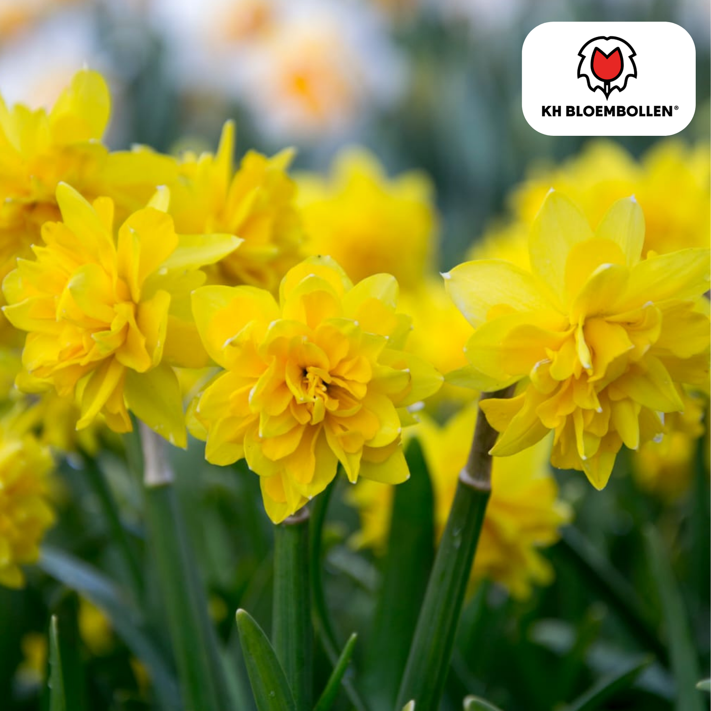 🌼 Narcis ‘Tête de Luxe’  Elegante Voorjaarsfavoriet ( 25 stuks)