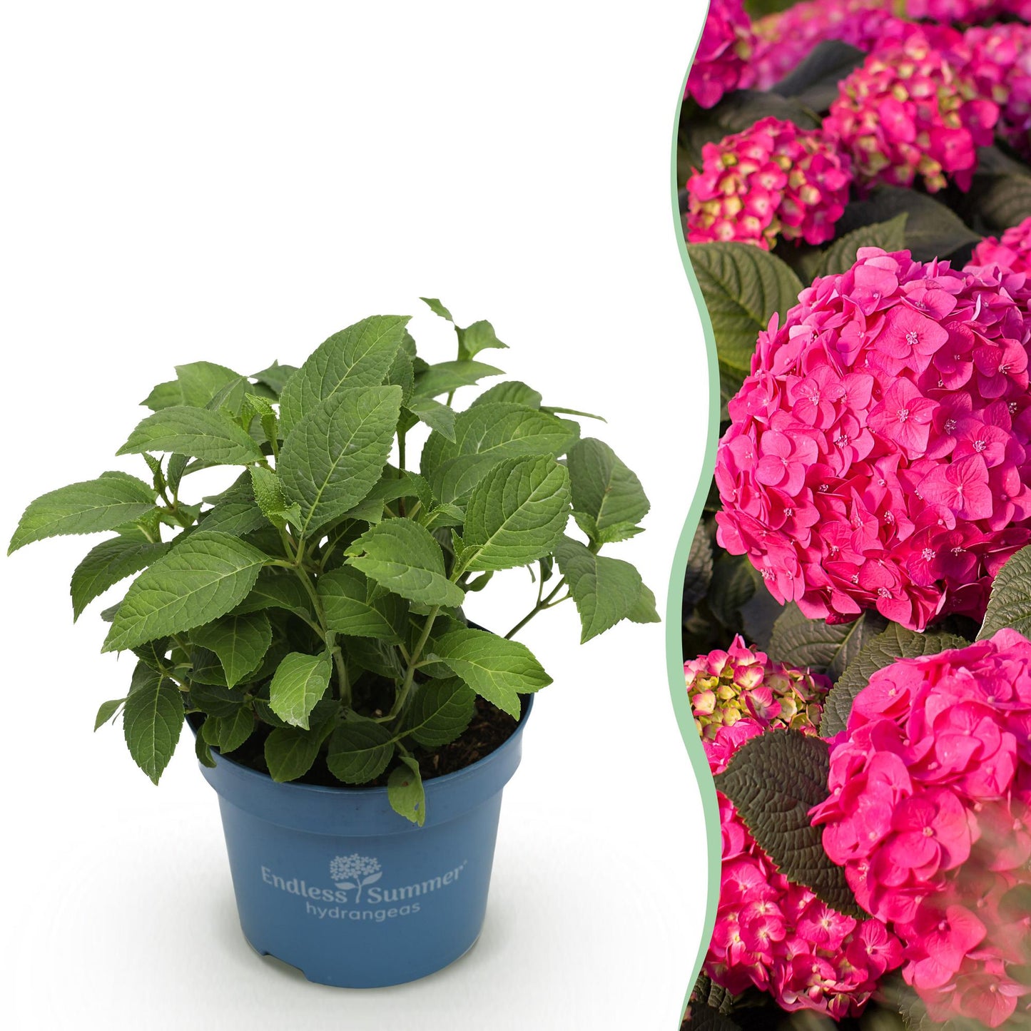🌸 Hydrangea Summer Love Red | Winterharde Hortensia