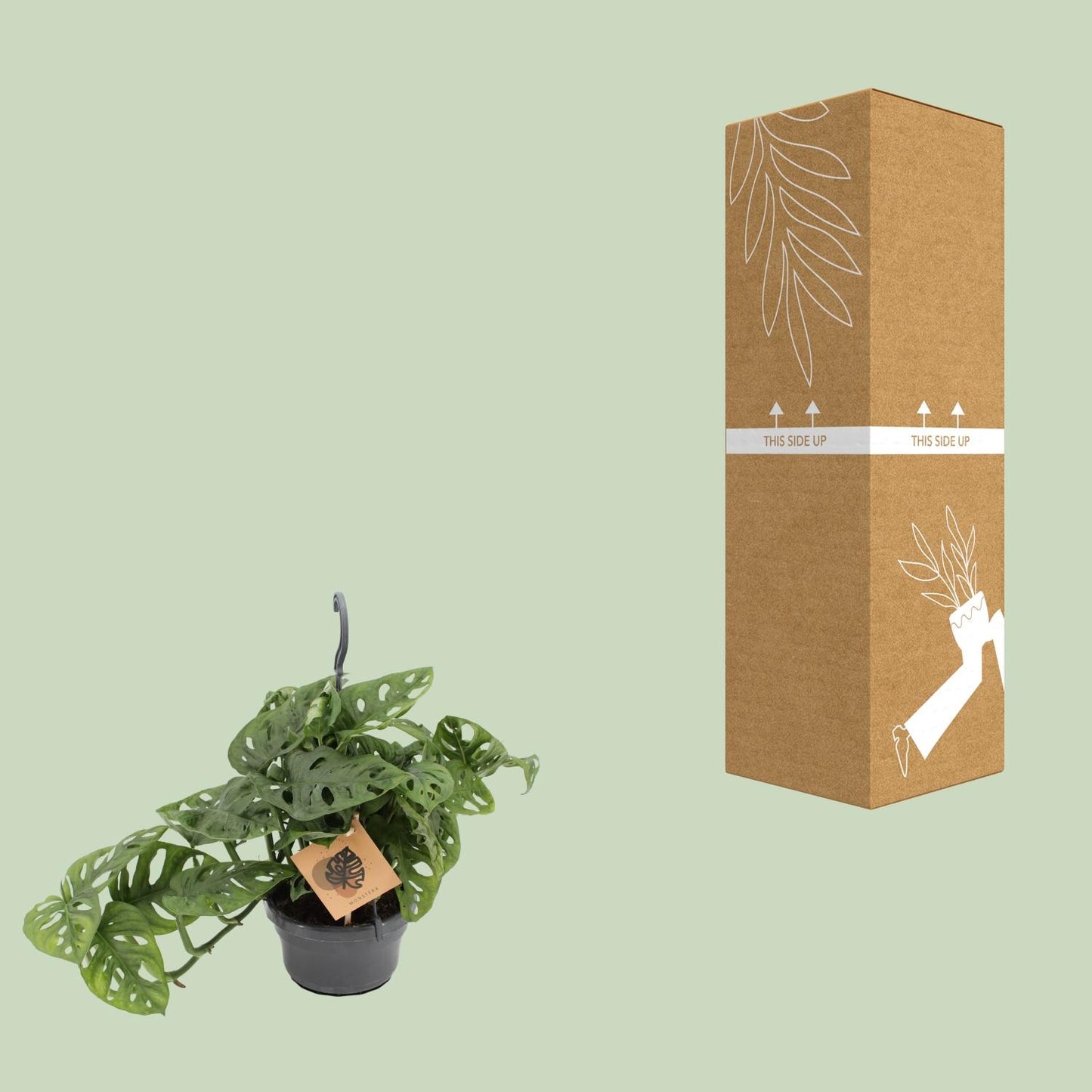 🌿 Monstera ‘Monkey Mask’ | Speelse Gatenplant voor Binnen