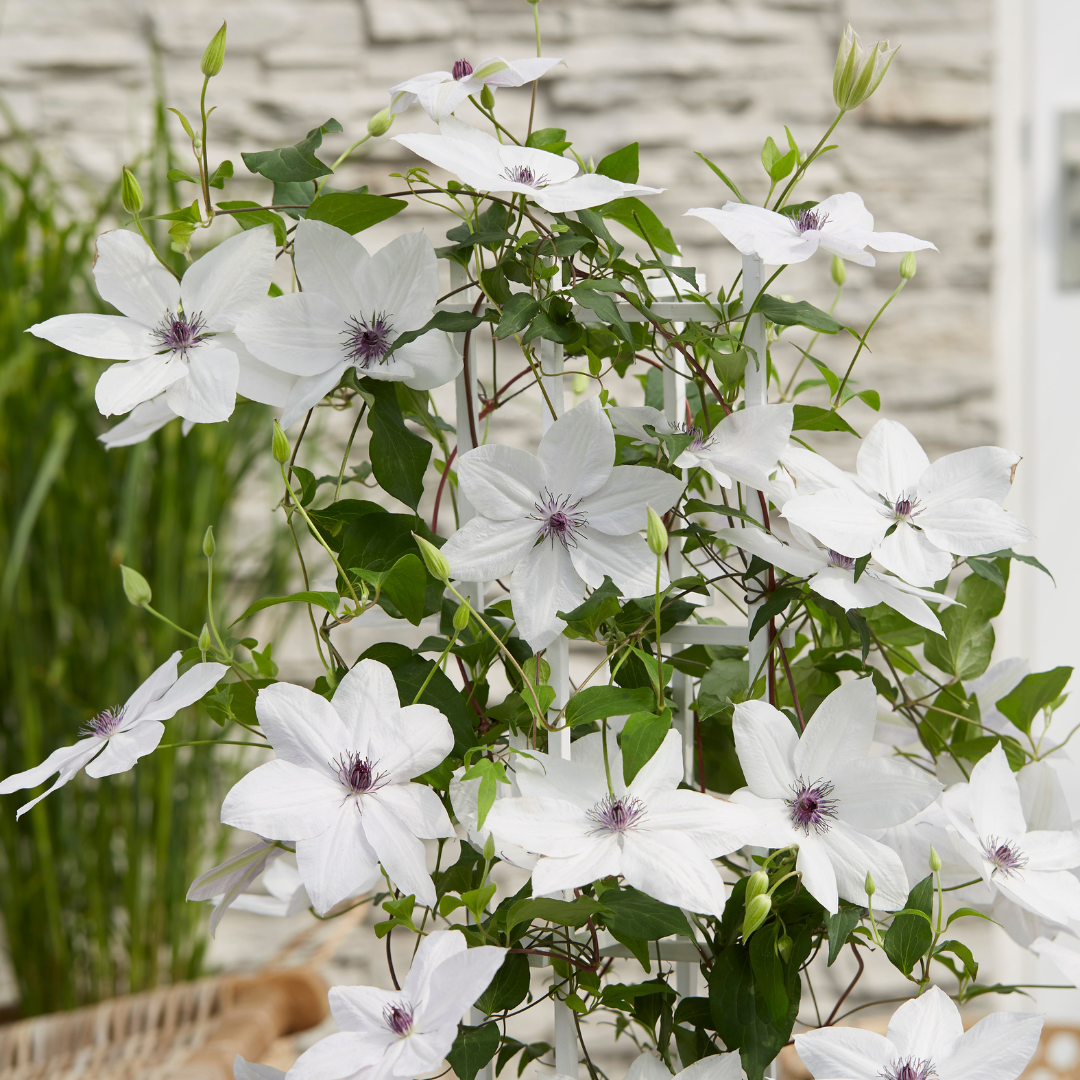 🌸 Clematis Garland ‘Tsukiko’ – Sierlijke Japanse Clematis