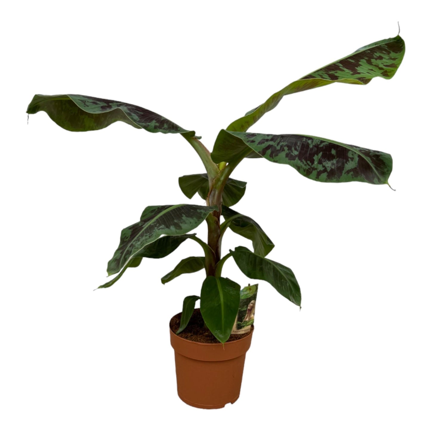 🍌 Musa – Bananenplant
