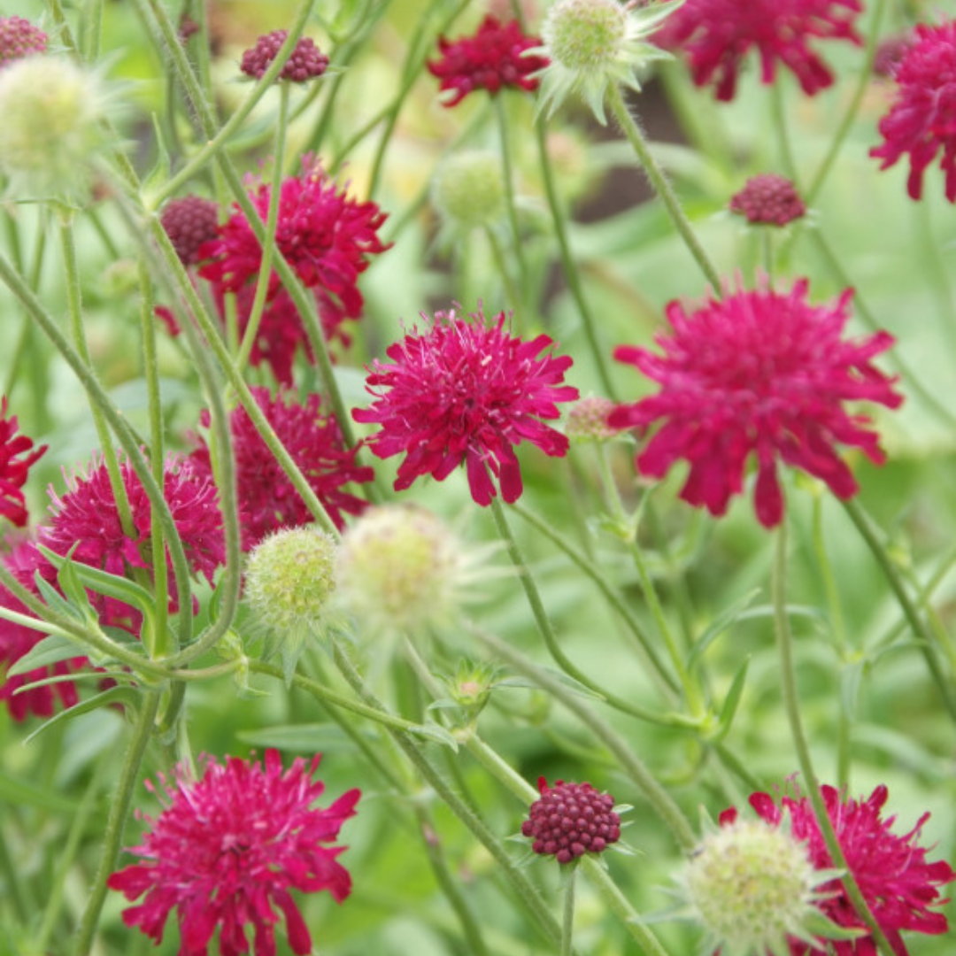 ❤️ Knautia macedonica – Beemdkroon | (12 stuks)