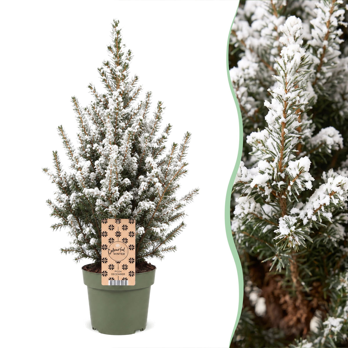 🎄 Picea glauca ‘Conica’ – Kegelspar met witte winteraccenten