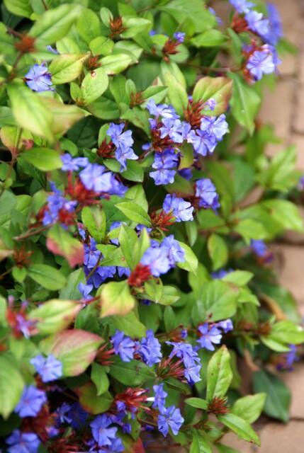 🌿 Ceratostigma plumbaginoides – Winterharde Bodembedekker met Blauwe Bloei (24 stuks)
