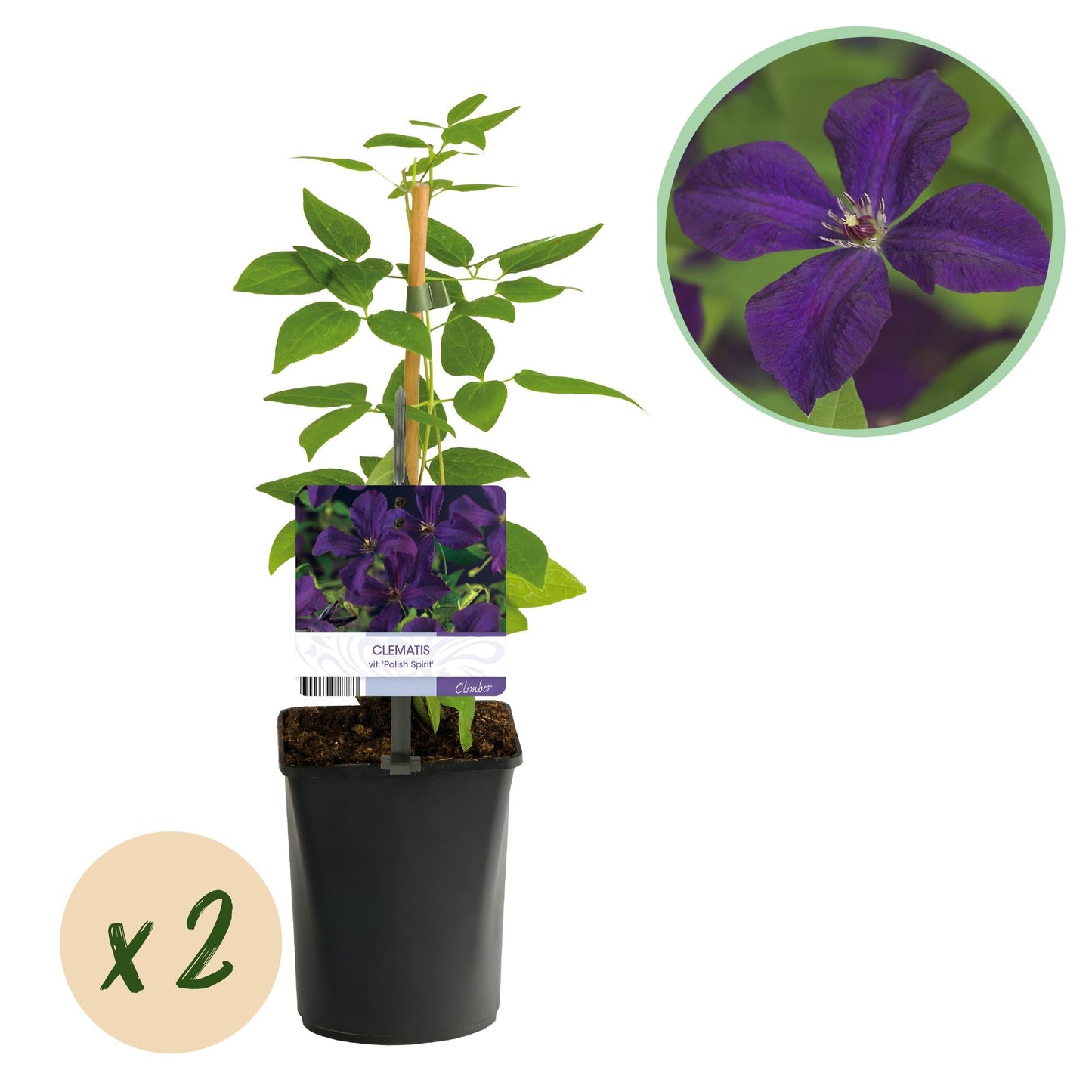 🌸 Clematis viticella ‘Polish Spirit’ – Klimplant (2 Stuks)