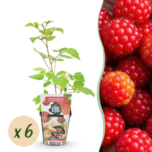 🍇 Rubus phoenicolasius – Japanse Wijnbes | (6 stuks)