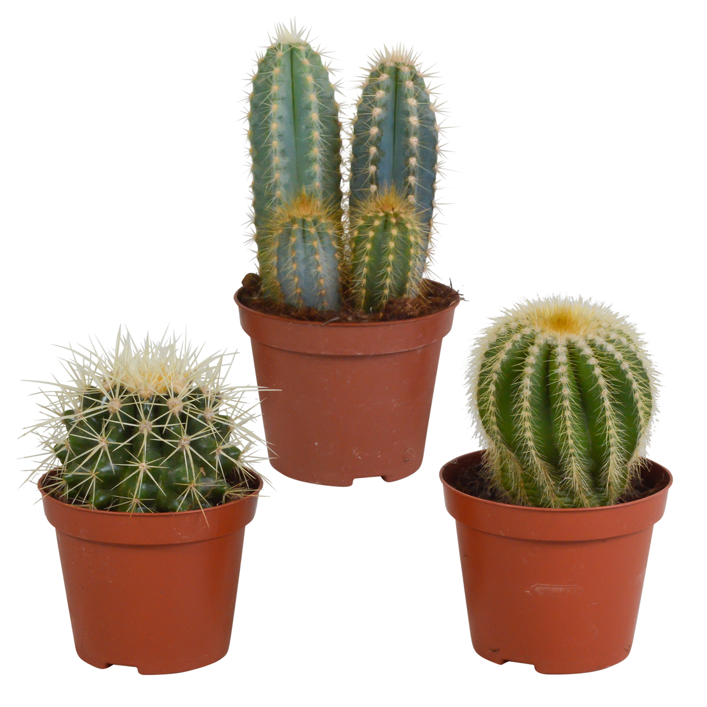 🌵 Cactus Mix –Zonder Pot (3 stuks)