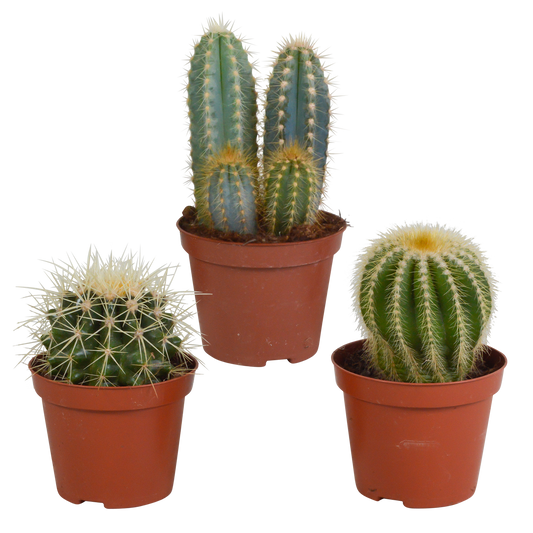 🌵 Cactus Mix – Set van 3 – Ø8,5 cm – Zonder Pot