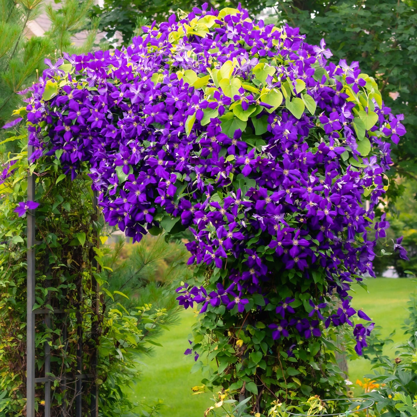 💙 Clematis ‘Jackmanii’ – Blauwe Clematis | (2 stuks)
