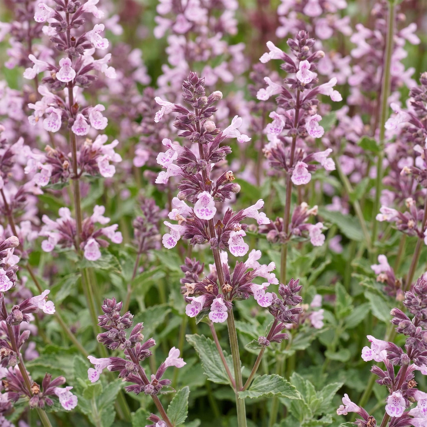 🌿 Nepeta sibirica 'Wild Orchid' – Roze Kattenkruid | 3 stuks
