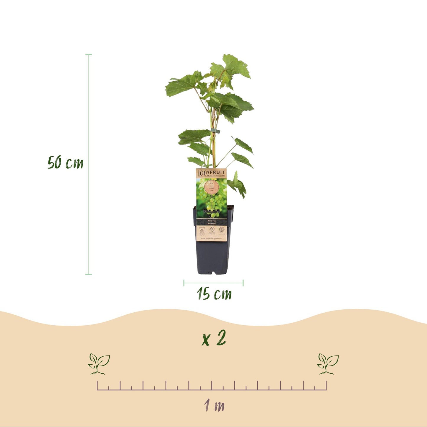 🍇 Vitis vinifera ‘Himrod’ – Witte Pitloze Druif (2 Stuks)