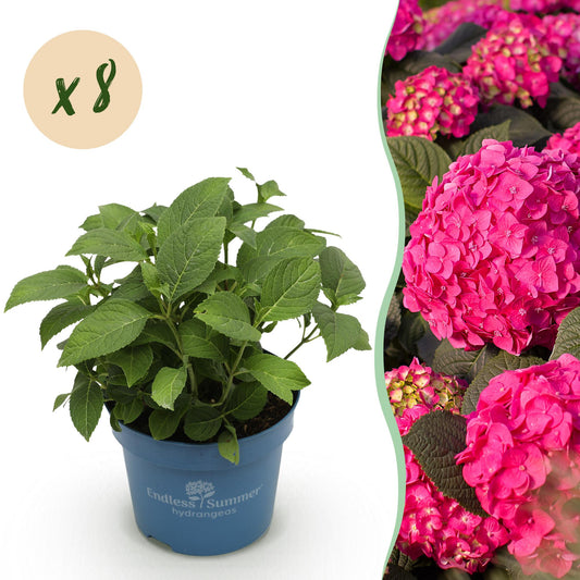 🌸 Hydrangea ‘Summer Love Red’ | Hortensia (8 Stuks)