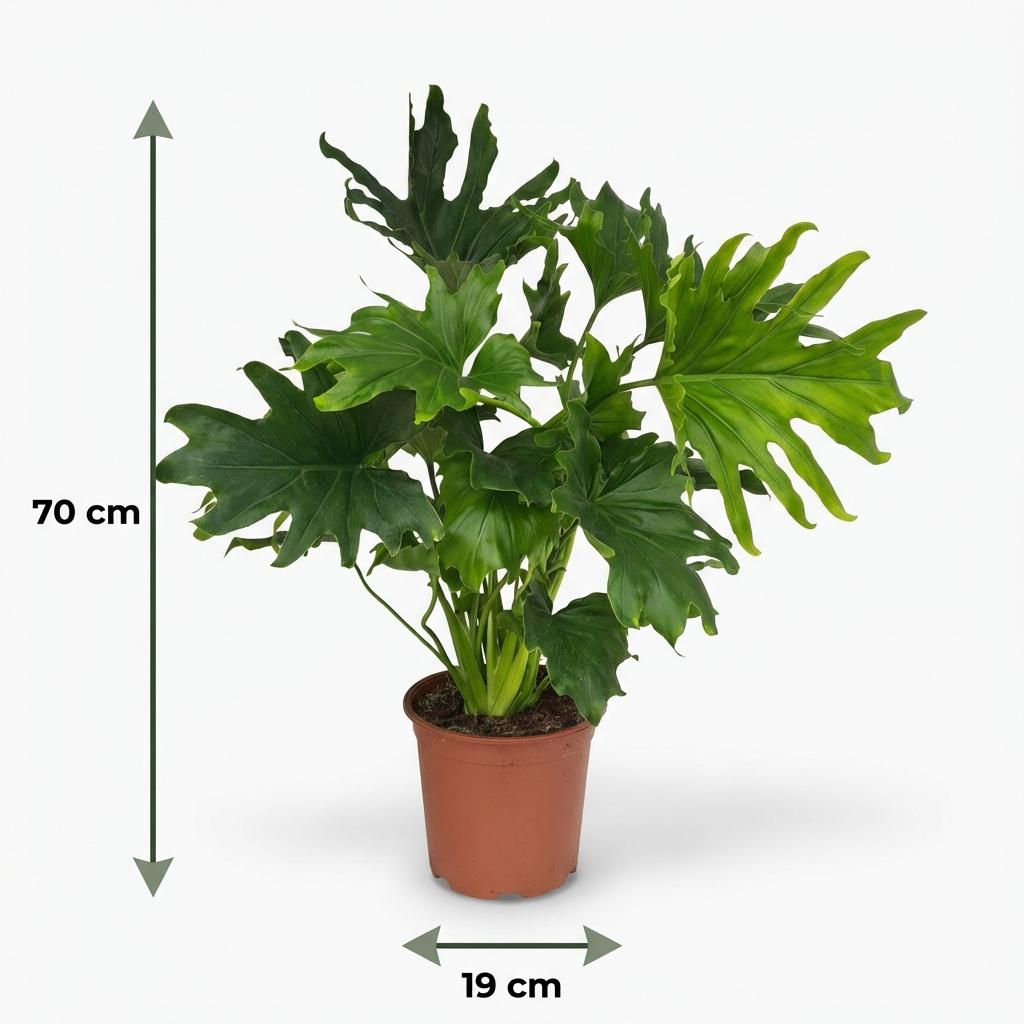 🌿 Philodendron Lickety Split | Grote Groene Kamerplant