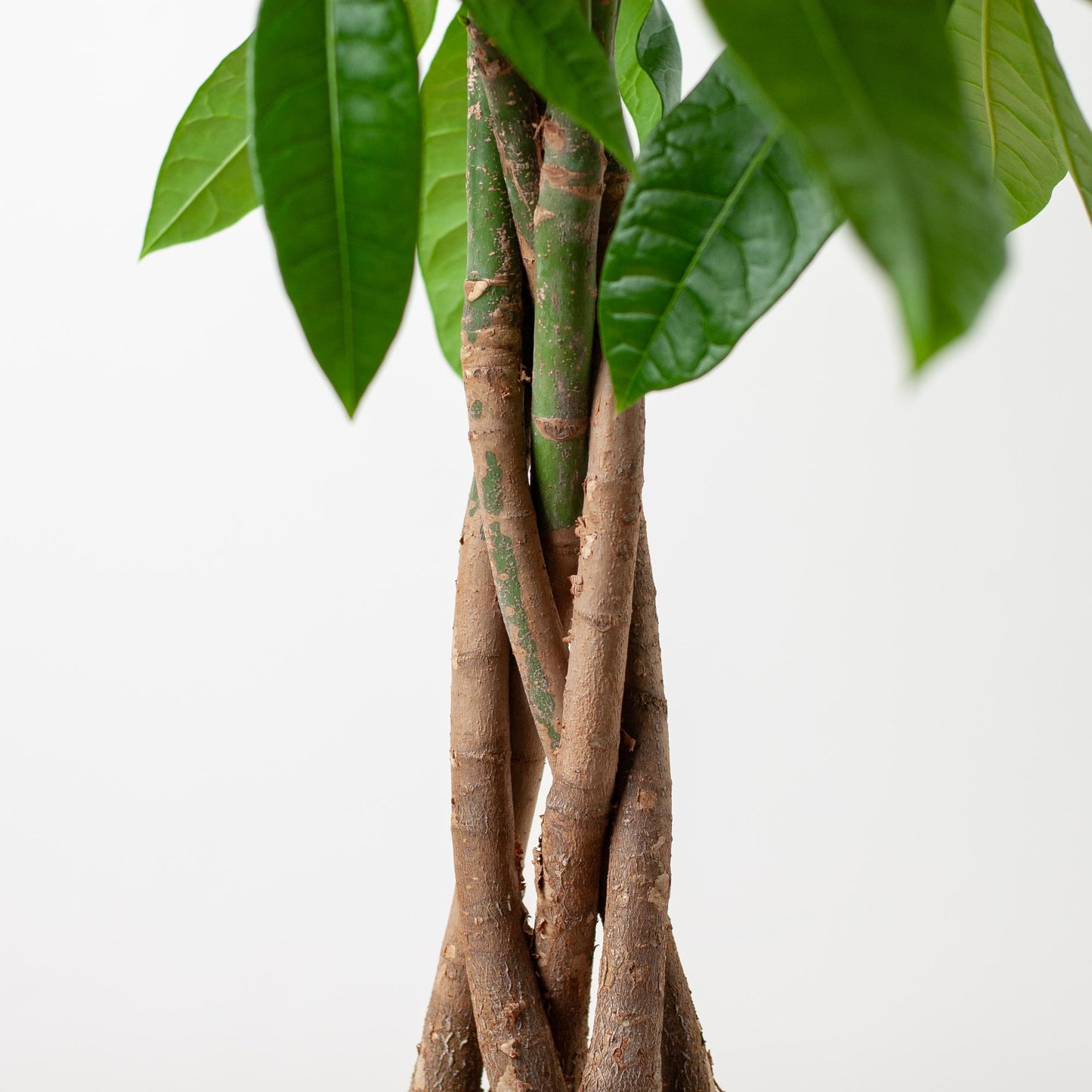 💰 Pachira Aquatica – Geluksboom met Vibers Pot Wit