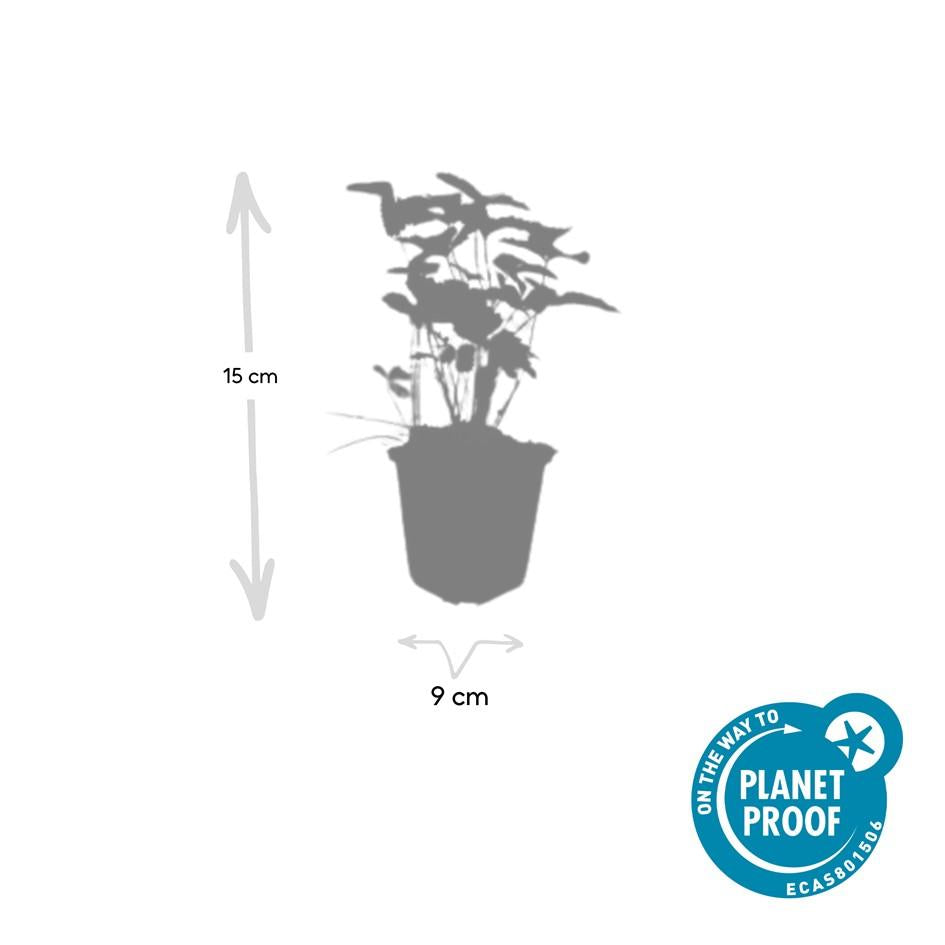 🍓 Fragaria vesca – Eetbare Aardbei – 6 Planten – Ø9 cm – ↕10–25 cm