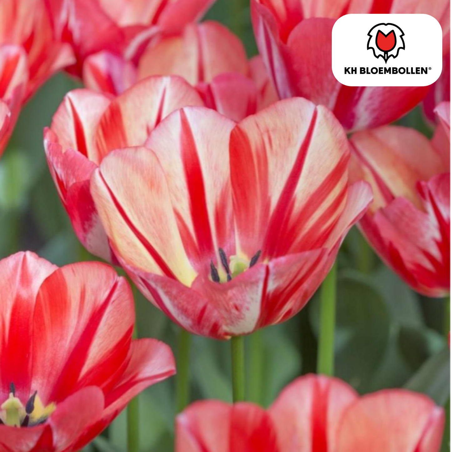 🌷 Tulpenbollen ‘Spring Break’ – Rood-Oranje Tulp (20 Stuks)