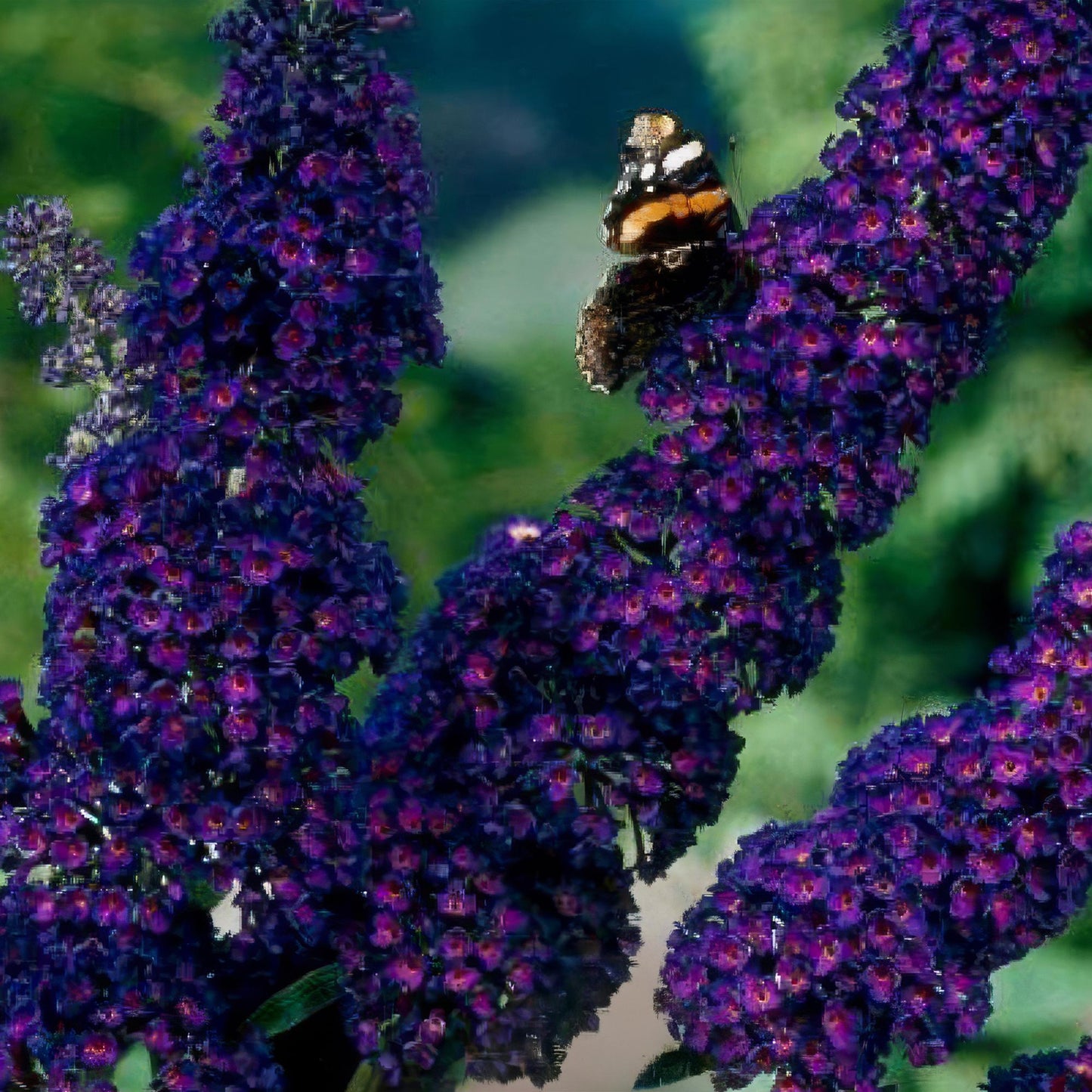 🦋 Buddleja davidii ‘Black Night’ – Paarse Vlinderstruik | (3 stuks)