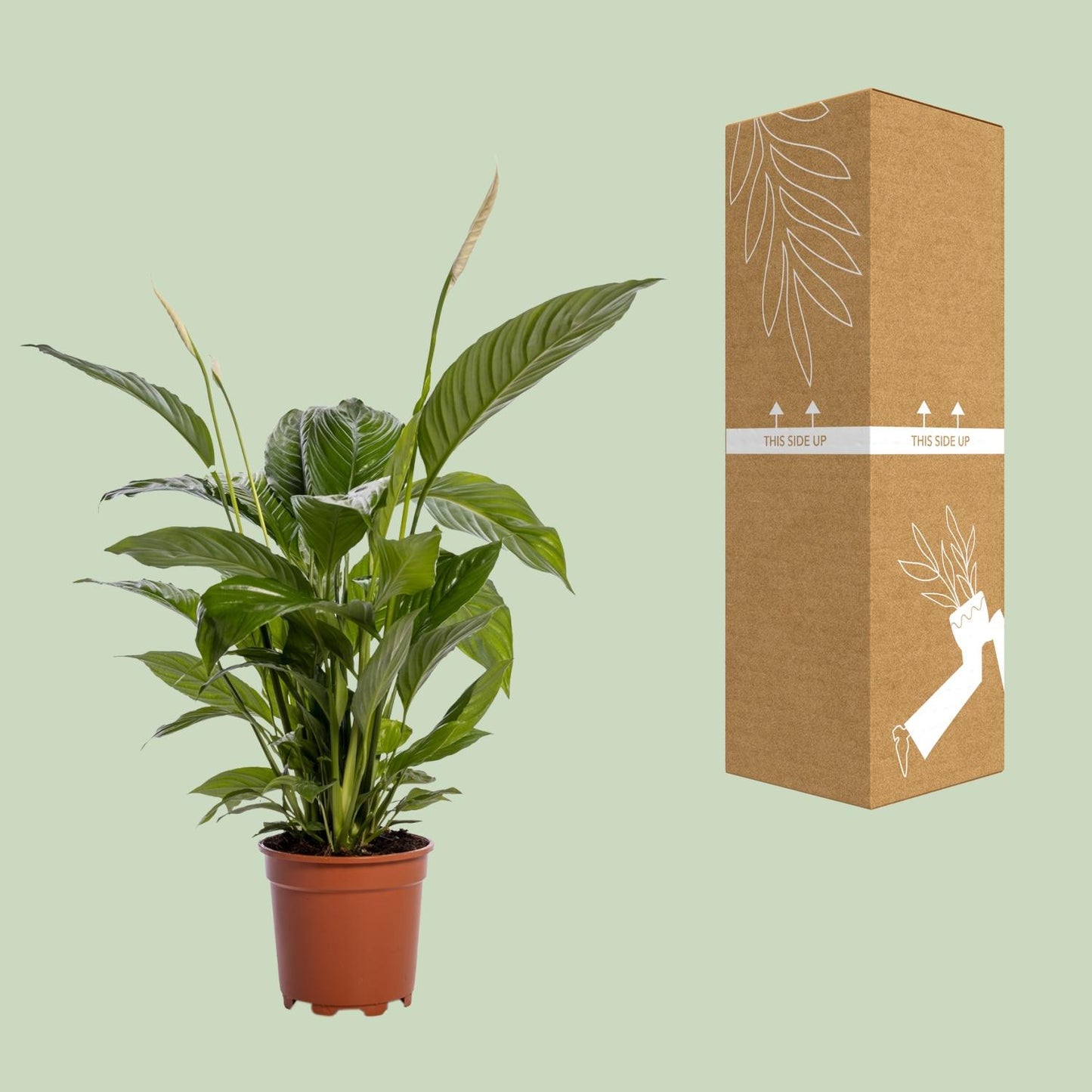 🌿 Spathiphyllum ‘Bingo Cupido’ Lepelplant