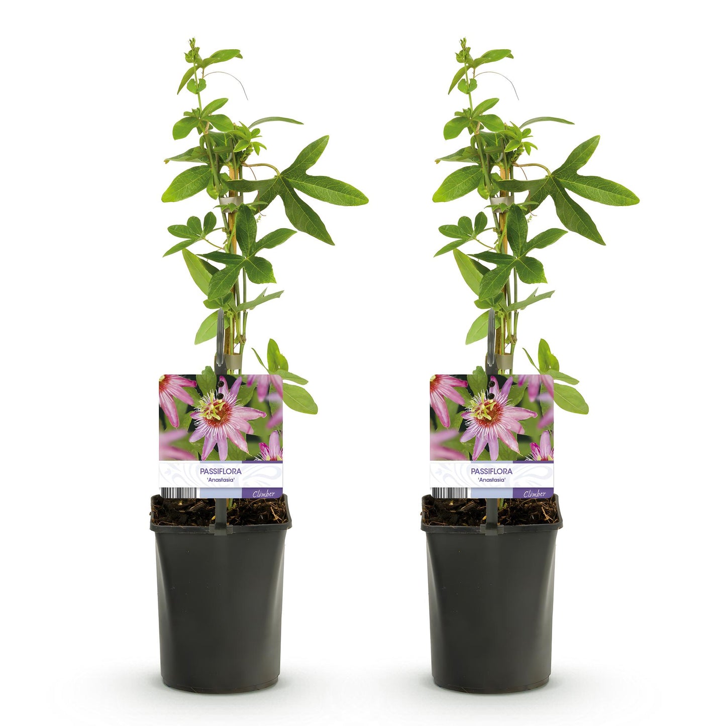🌸 Passiflora 'Anastasia' – Roze Passiebloem (2 stuks)