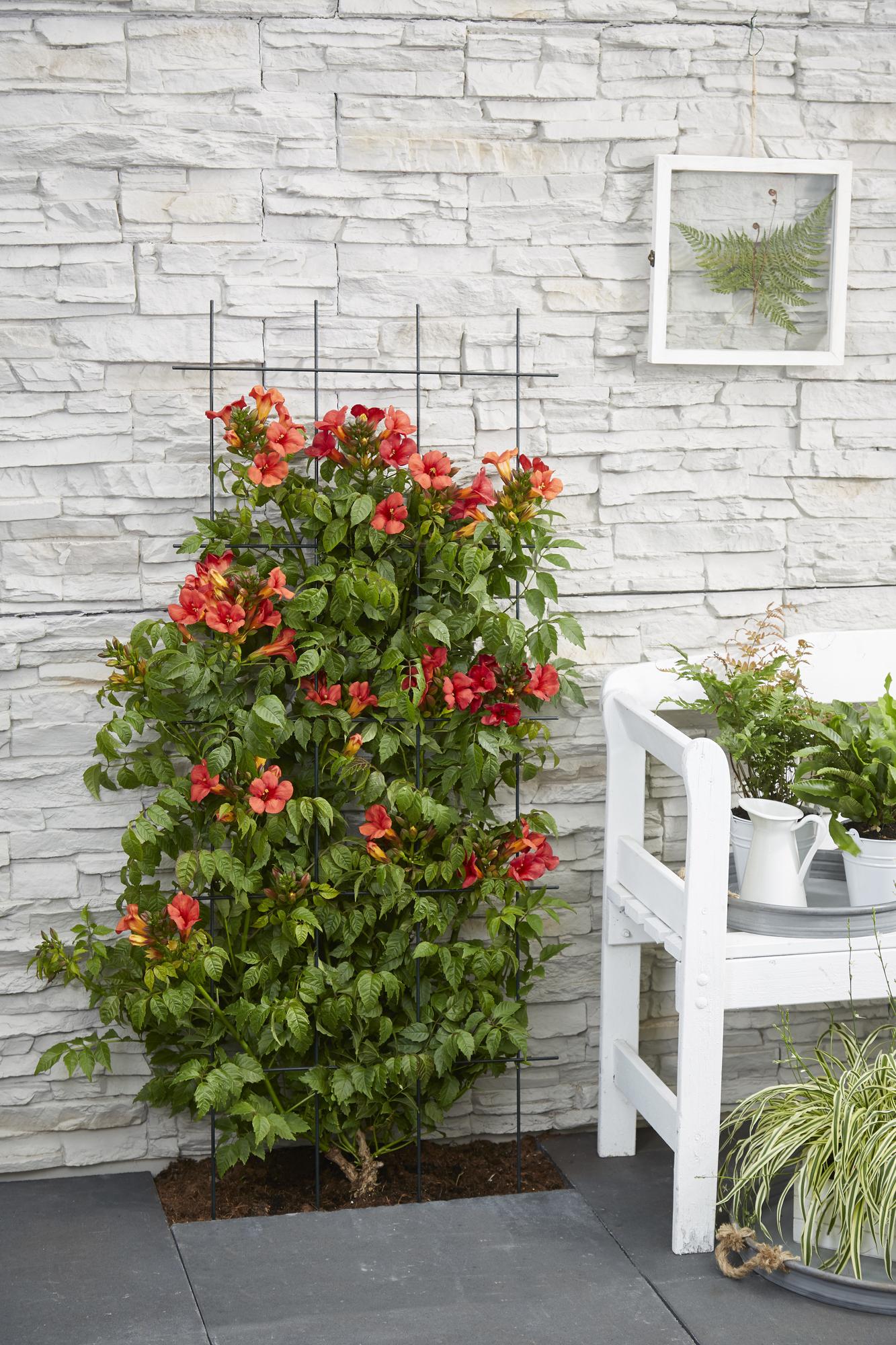 🌺 Campsis ‘Summer Jazz Fire Trumpet’ – Trompetbloem (2 Stuks)