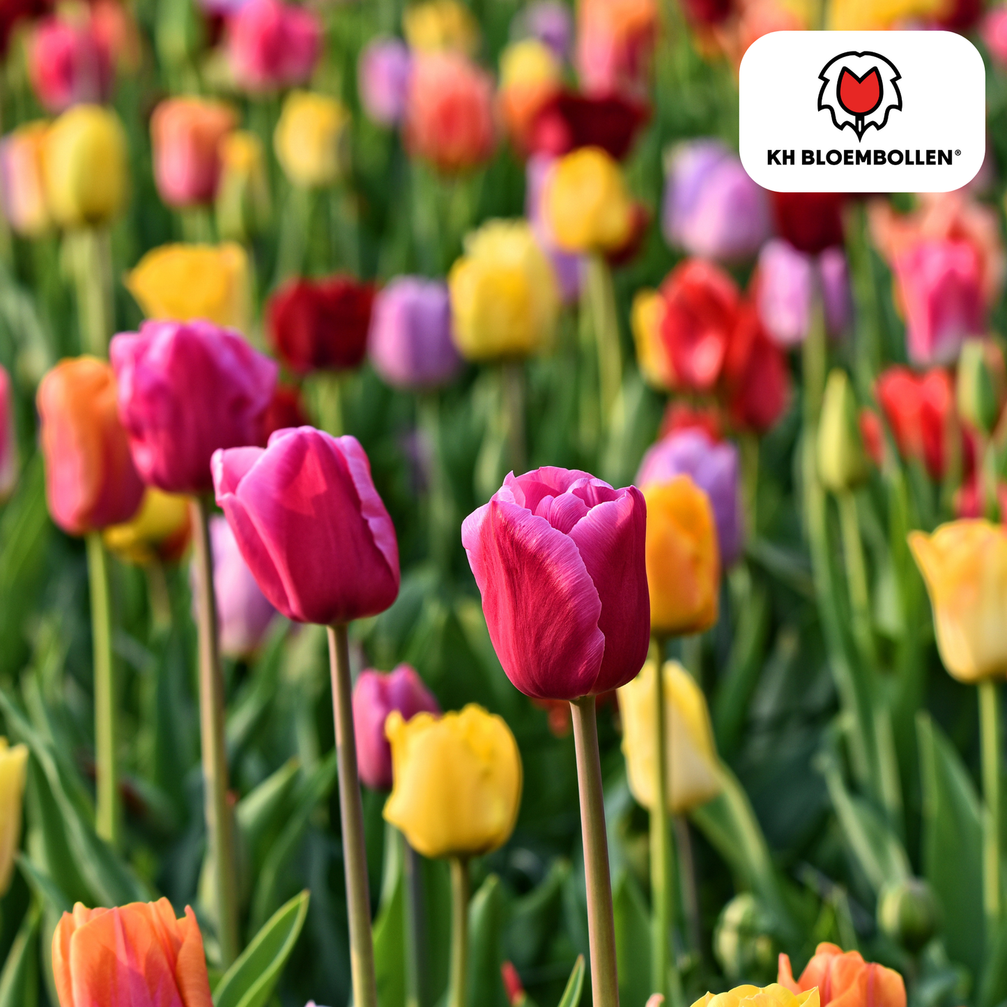🌷 Tulpenbollen Kleurenmix (20 Stuks)