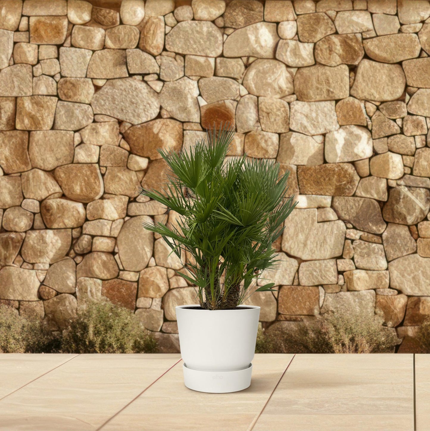 🌴 Chamaerops Humilis Multi Stam – Mediterrane Europese Dwergpalm