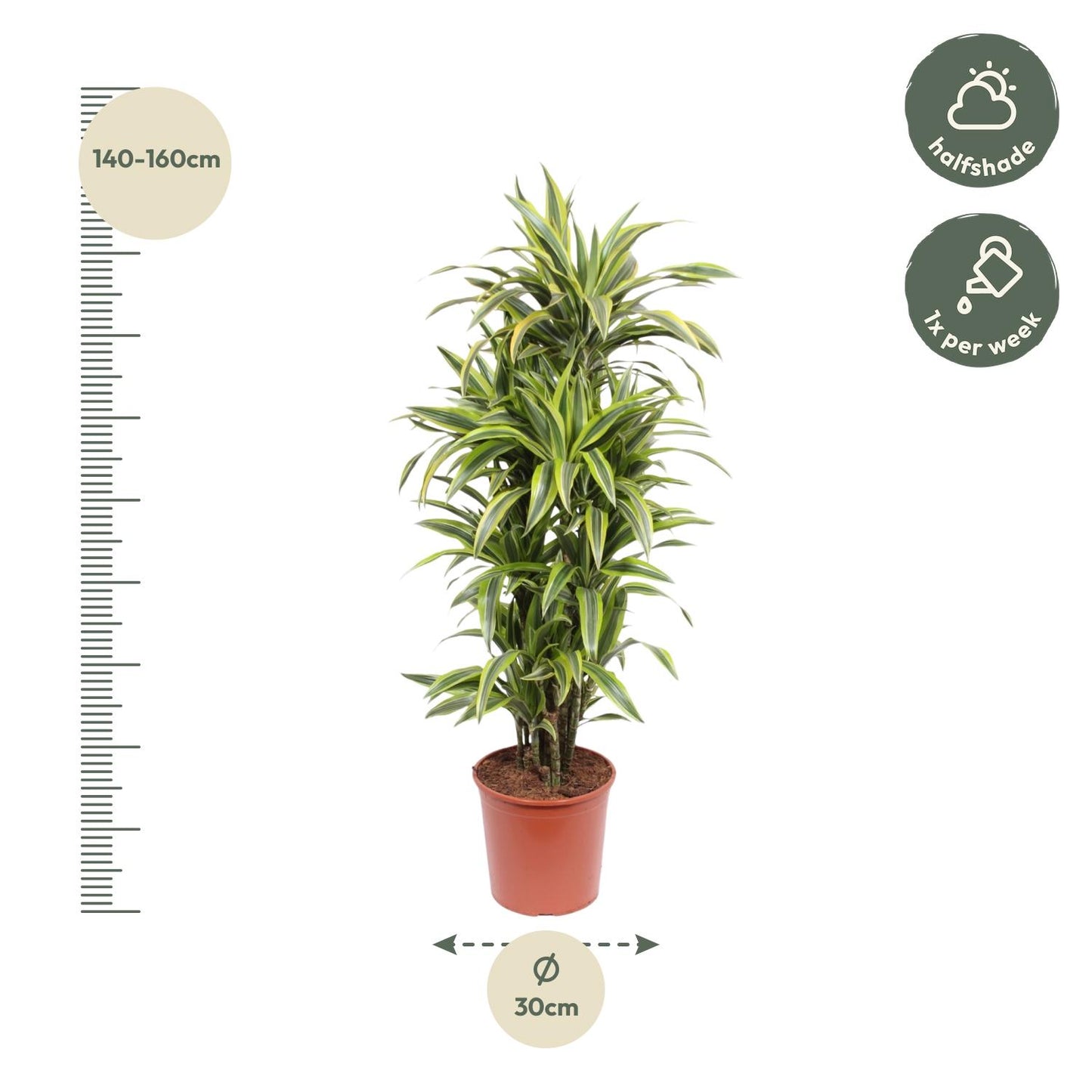 🌿 Dracaena Lemon Lime | Grote Luchtzuiverende Kamerplant