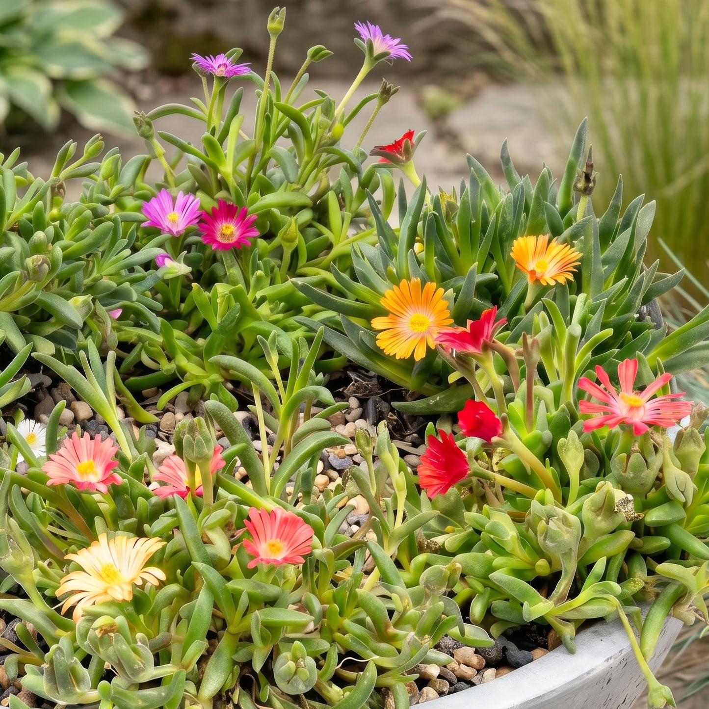 🌸 Delosperma Mix – Winterharde IJsbloemenmix | (12 stuks)