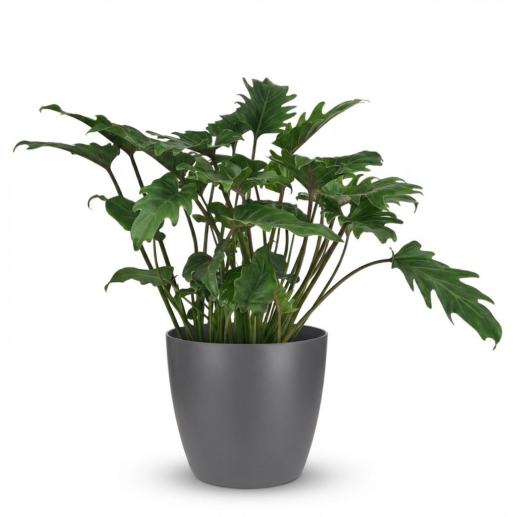 🌿 Philodendron xanadu – Philodendron