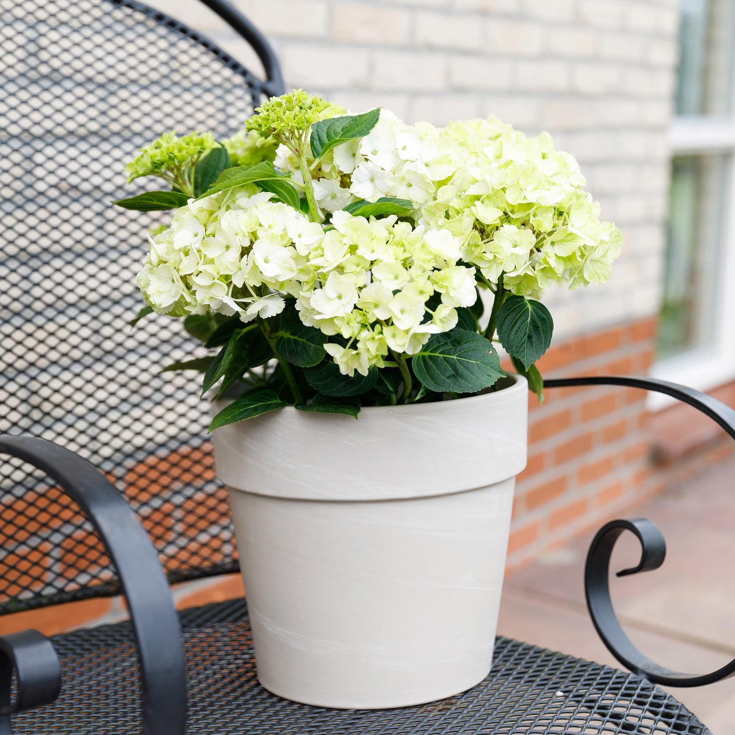 🤍 Hydrangea ‘Magical Noblesse’ – Witte Hortensia