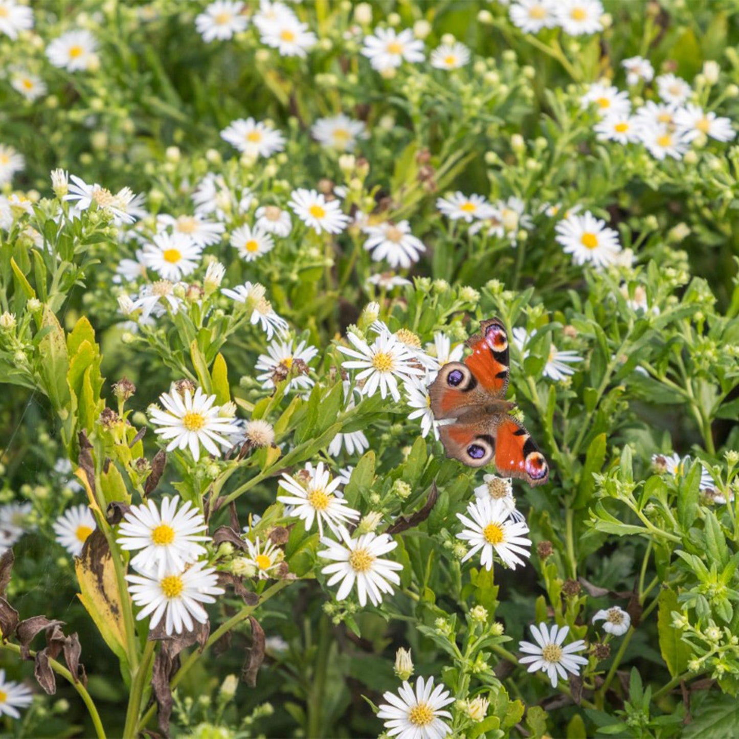 🤍 Borderpakket Witte Bloemen – 24 Vaste planten | ±3 m²