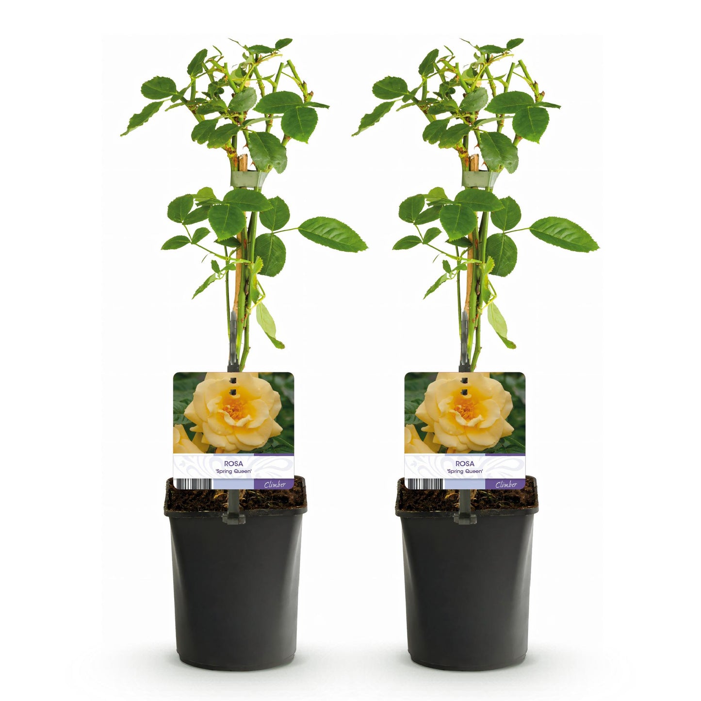 🌼 Rosa ‘Spring Queen’ – Klimroos (2 Stuks)