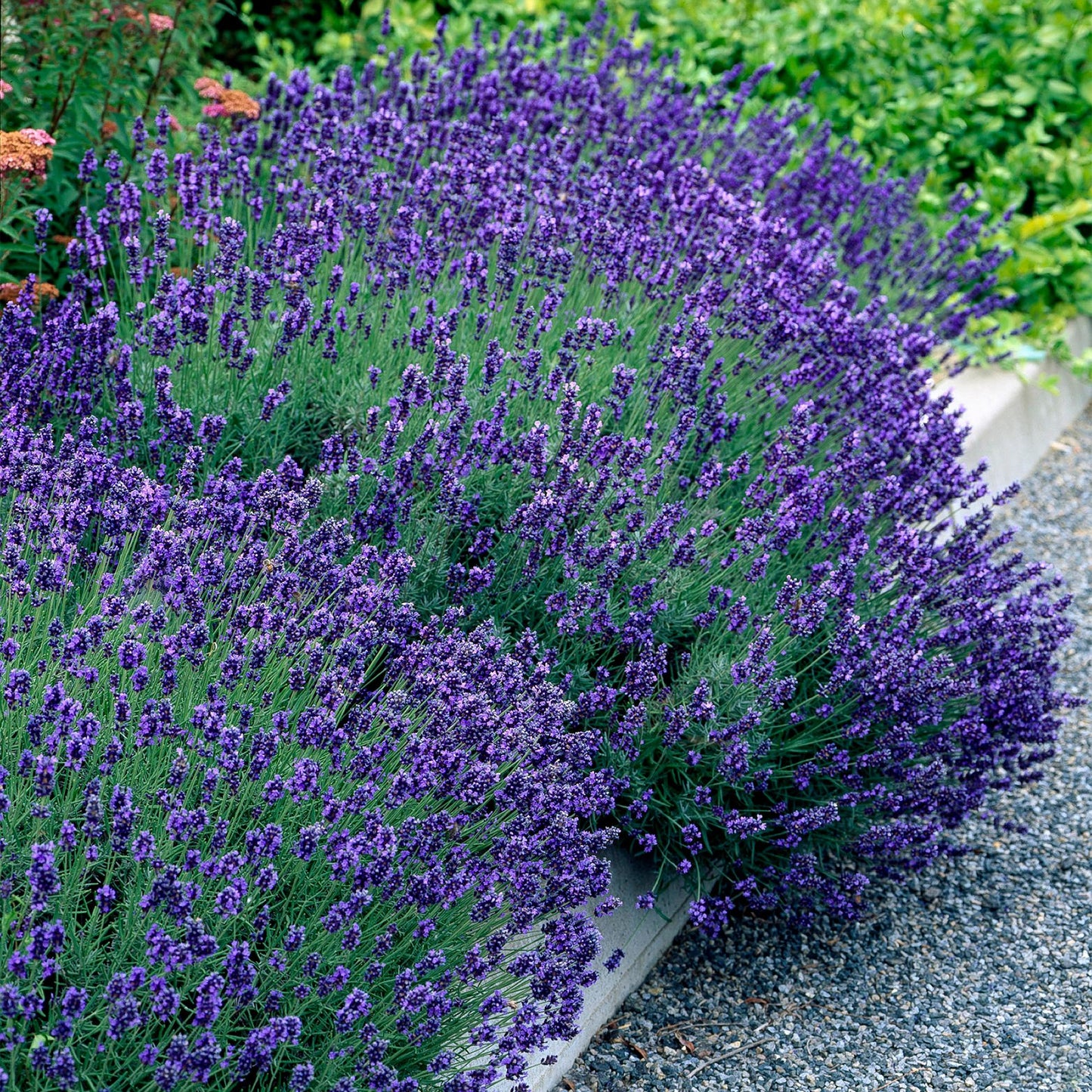 🌿 Lavandula ‘Hidcote’ | Lavendel Set (6 Stuks)