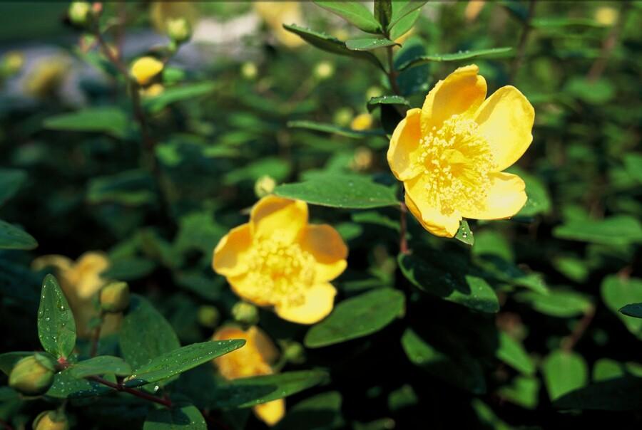 🌿 Hypericum dummeri ‘Peter Dummer’ – Winterharde Geelbloeiende Bodembedekker (6 stuks)
