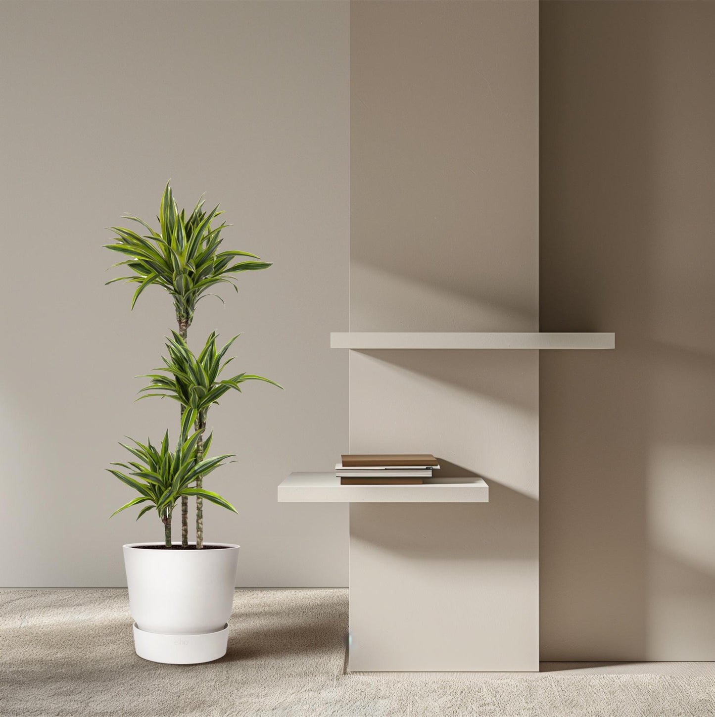 🌿 Dracaena Lemon Lime | Grote Luchtzuiverende Kamerplant