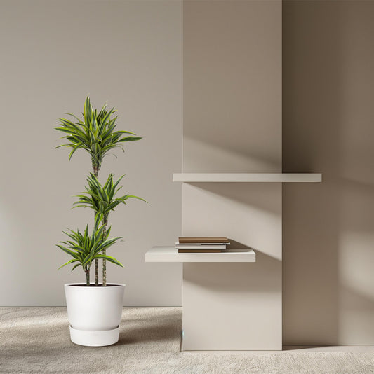 🌿 Dracaena Lemon Lime | Grote Luchtzuiverende Kamerplant
