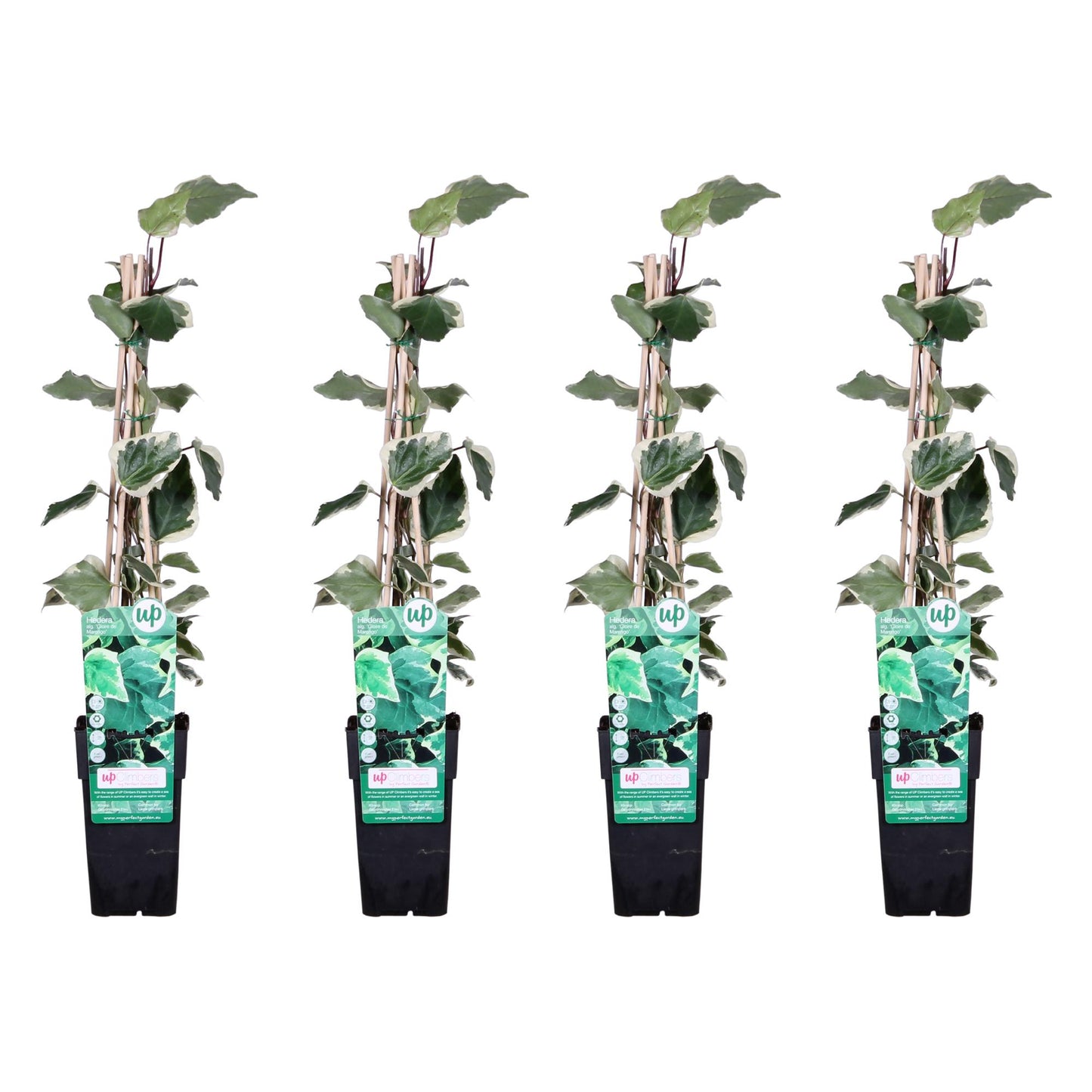 🌿 Hedera algeriensis ‘Gloire de Marengo’ – Bonte Klimop (4 Stuks)