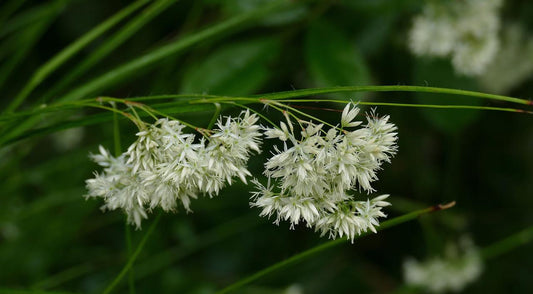 🌿 Luzula nivea – Wintergroene Schaduwbodembedekker (24 stuks)