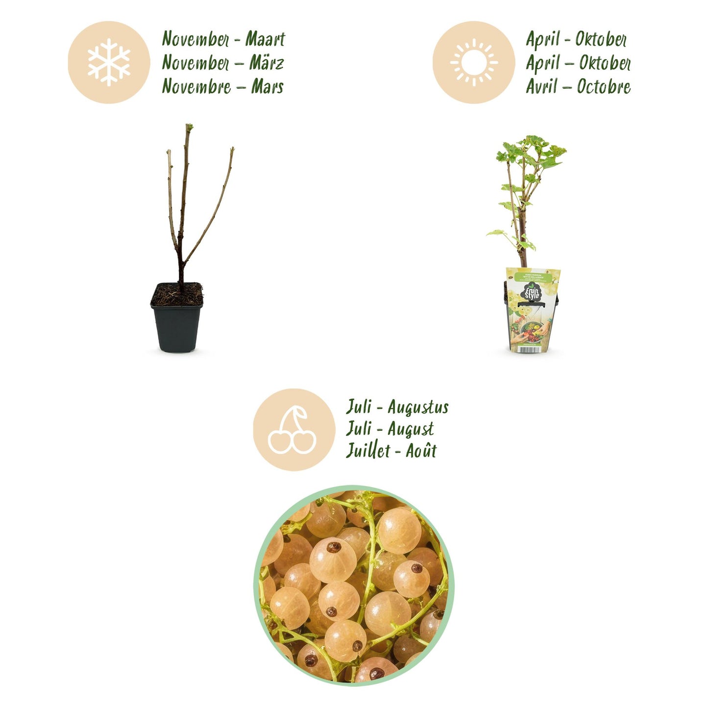 🍇 Witte Bes ‘Witte Hollander’ – Ribes rubrum | (6 stuks)