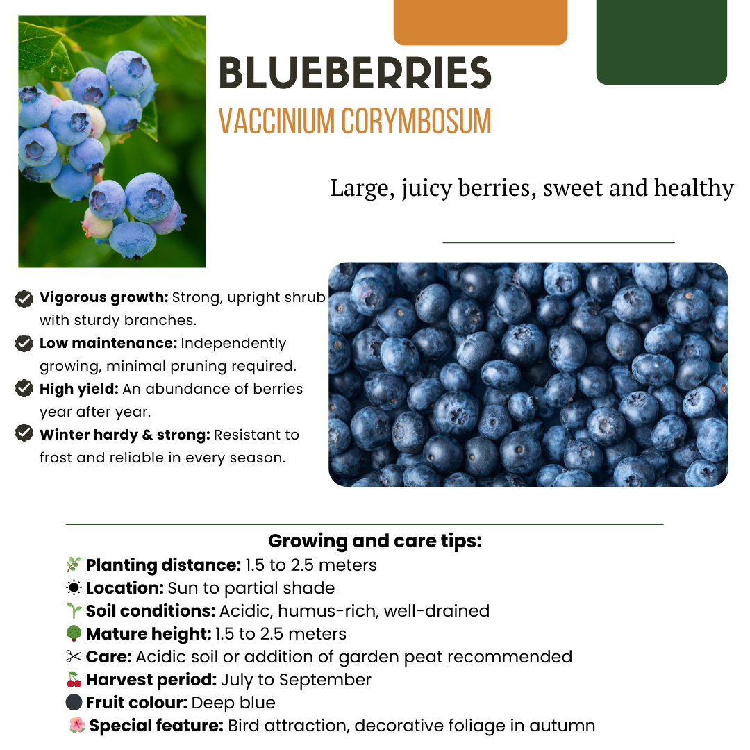 🍇 BIO Fruitplanten Mix ‘Vruchten Oase’ (5 Stuks)