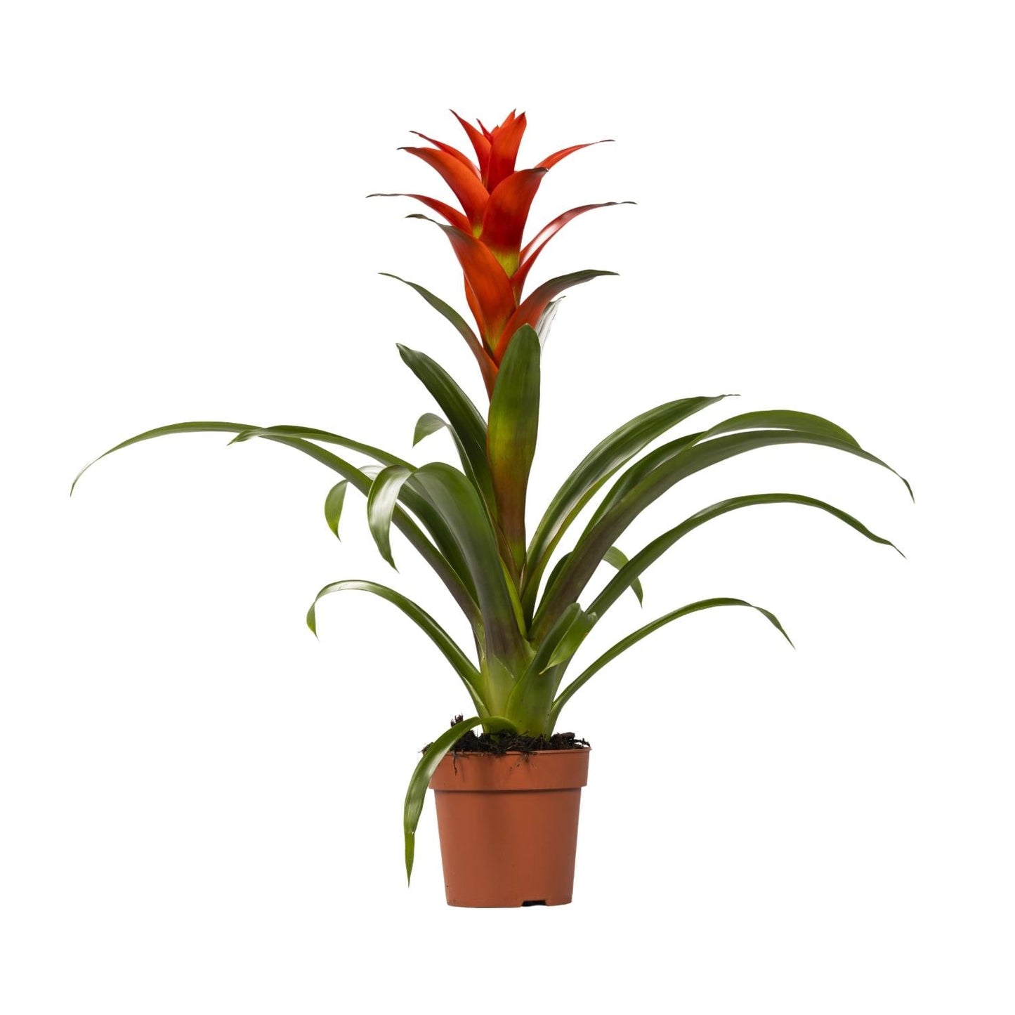 🌺 Guzmania ‘Ostara’