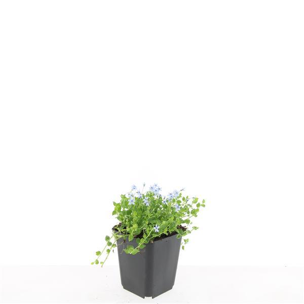 🌿 Isotoma ‘Alba’ – Winterharde Witte Bodembedekker (24 stuks)
