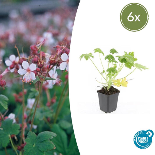 🌸 6x Geranium ‘Spessart’ – Sierlijke Bodembedekker voor Tuin & Border – Ø9 cm pot
