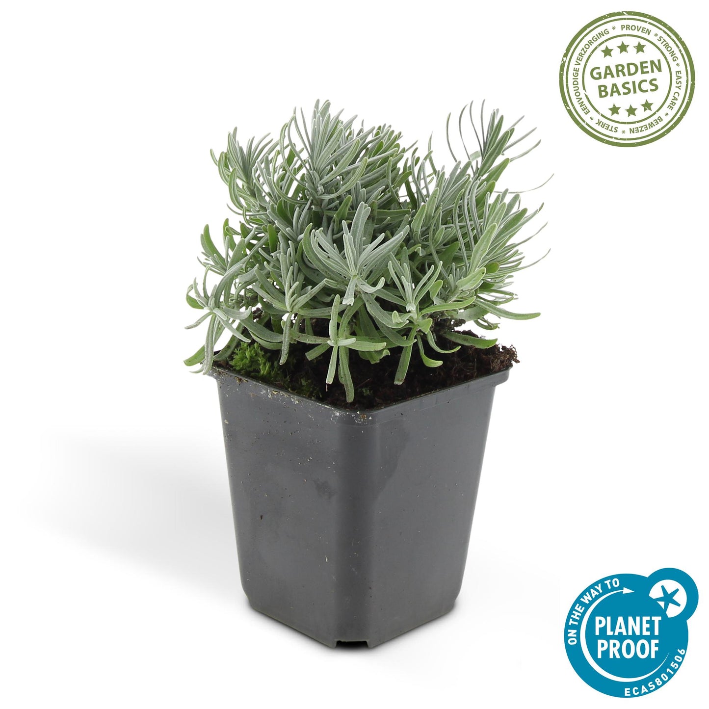 💜 Lavandula angustifolia ‘Hidcote’ – Geurende Lavendel (24 stuks)