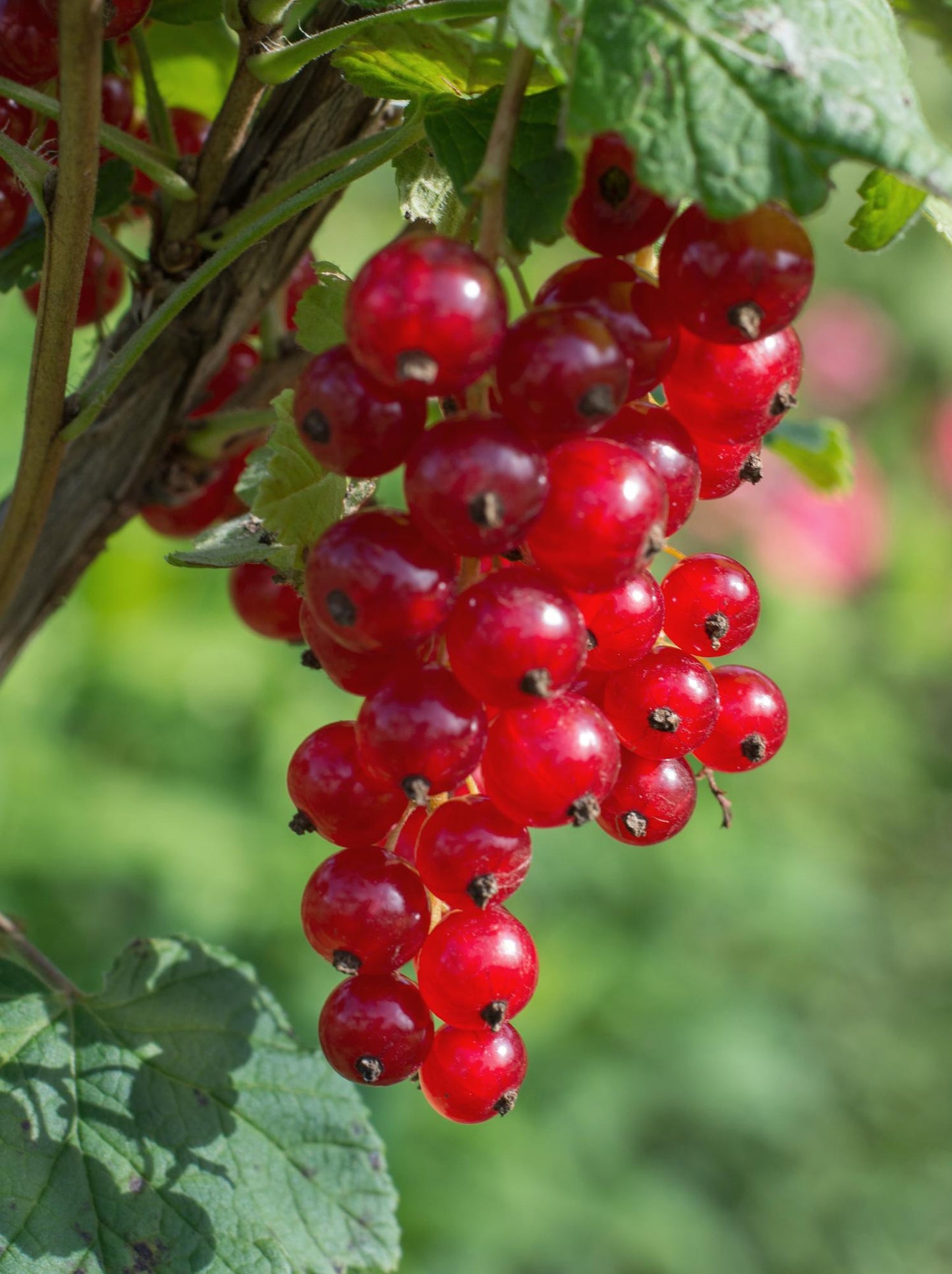 🍒 Ribes rubrum ‘Jonkheer van Tets’ – Aalbes