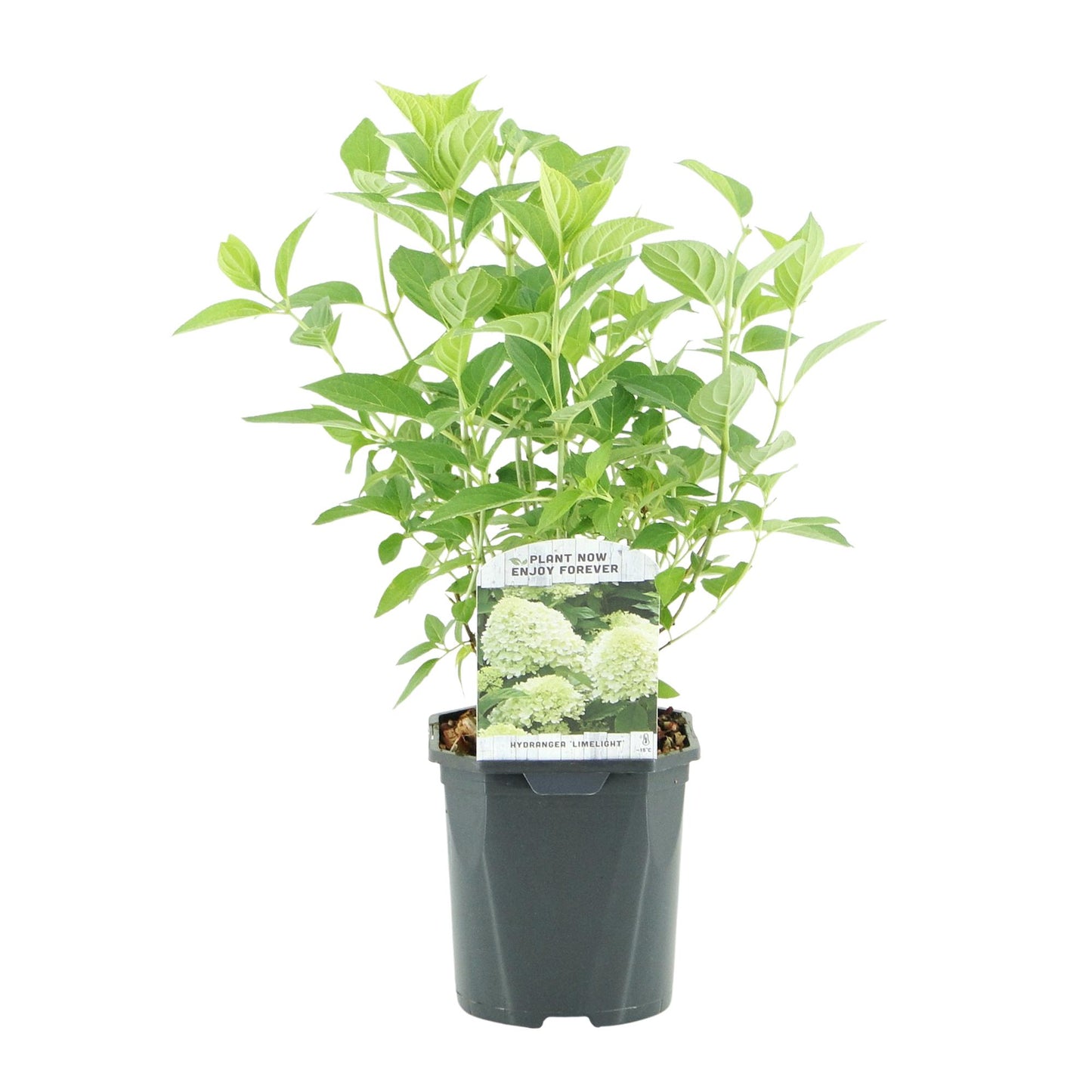 🌸 Hydrangea paniculata ‘Limelight’ – Pluimhortensia | (3 stuks)