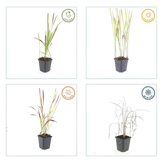 🌾 Imperata cylindrica ‘Red Baron’ | Japans Bloedgras (60 Stuks)